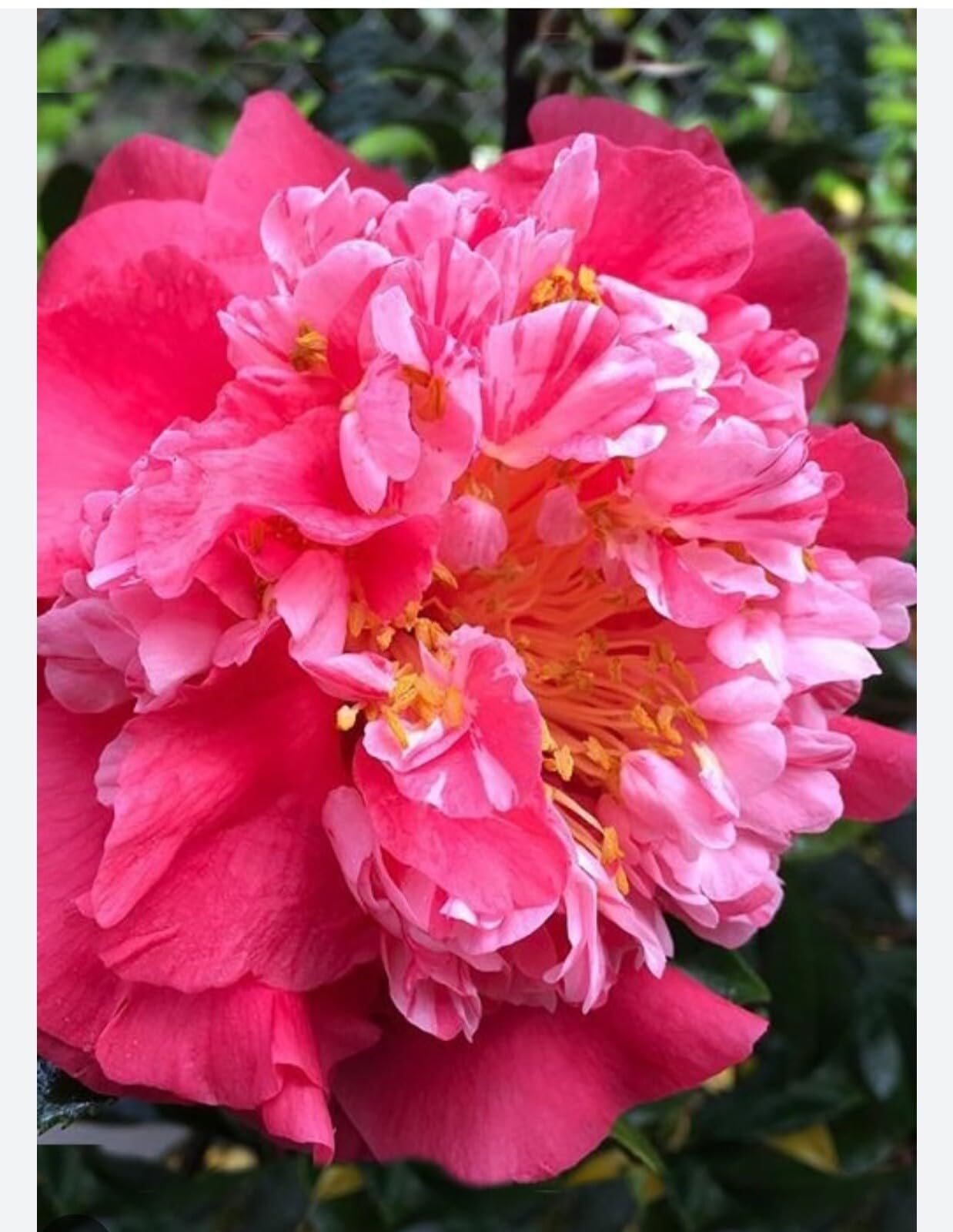 Live Plant - Laura Walkercamellia Japonica-Live Starter Plant