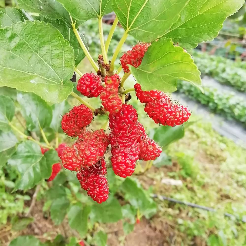 Mulberry Tree Live Plant, Mulberry Plant Seedlings from 6 to 8 Inch Tall, Sweet and Edible Mulberries for Patio and Garden (Red)