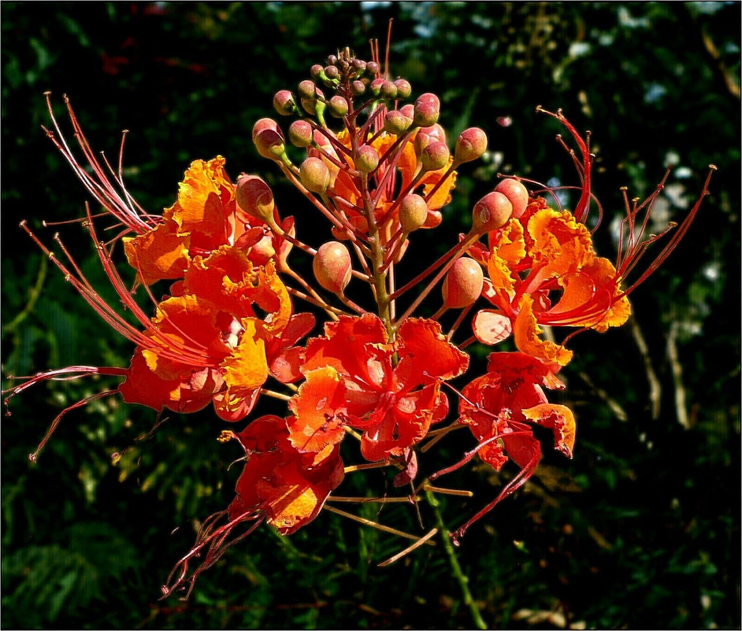 5 Dwarf Poinciana Red Bird of Paradise Seeds