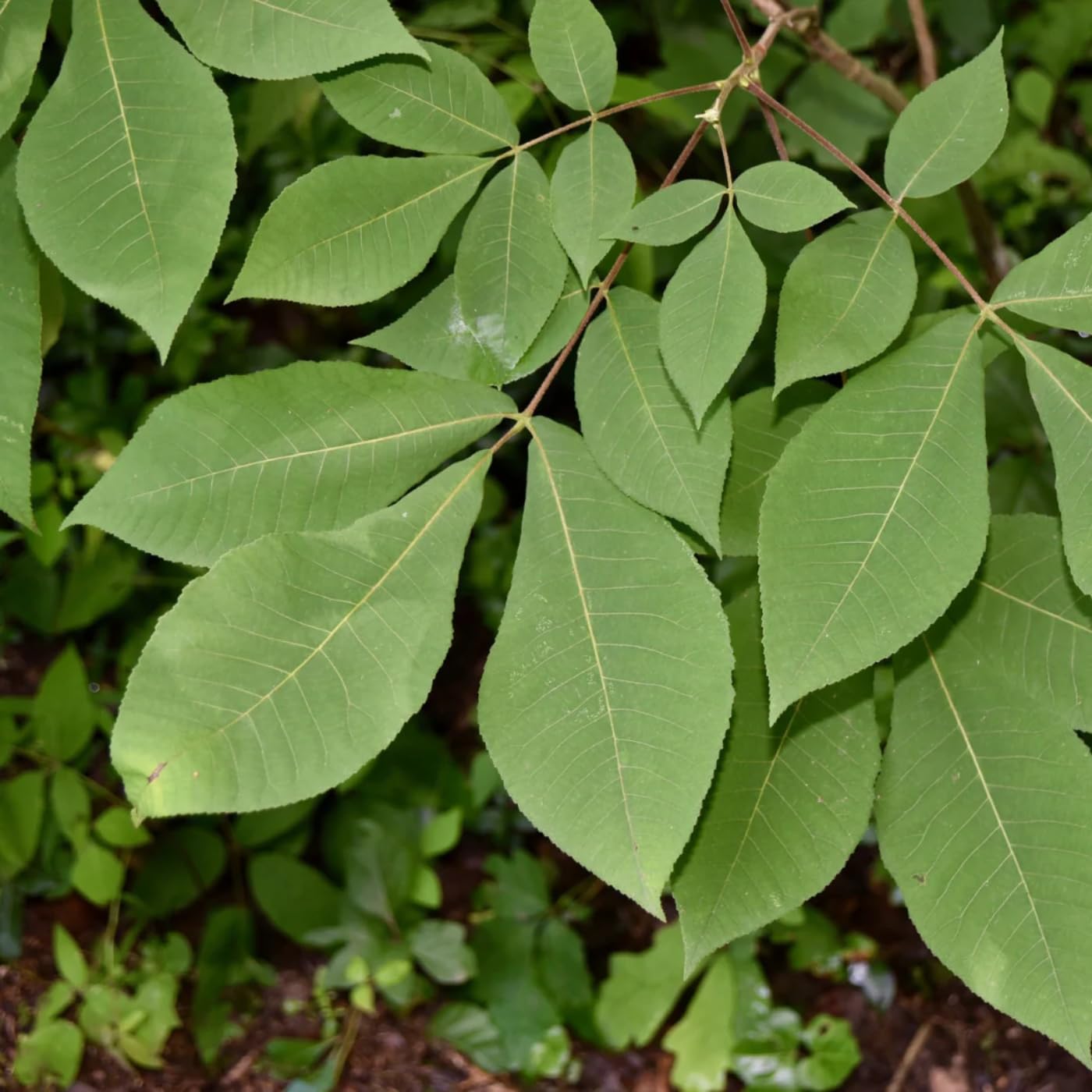 Rare Hickory Tree Live Plant, Cold Hardy, Dormant, 6-12" Tall, 1 Year Old Trees for Garden Planting