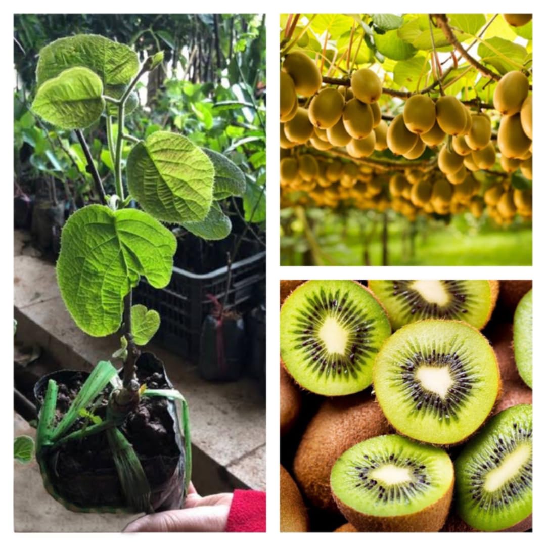 Combo 4 Kiwi Trees Vines Live Plants for Gardening, Sweet and Hardy High-Yielding Tree, Starter Size, 4 to 6 Inches in Tall, No Pot