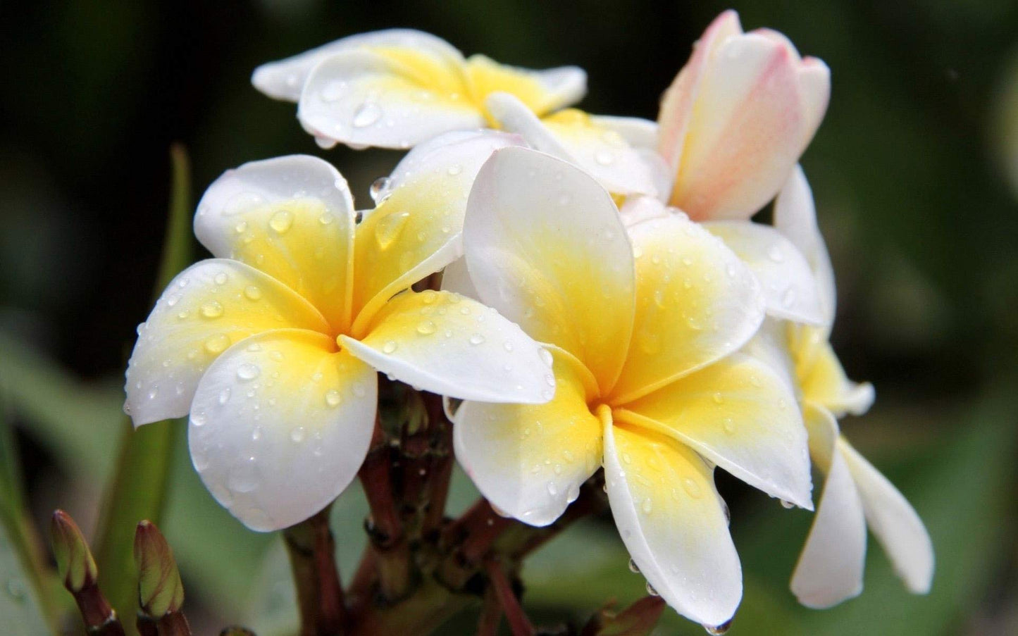 White Plumeria Live Plant - Easy Care Tropical Houseplant with Fragrant Flowers, Hawaiian Indoor Outdoor Plant Cutting for Home Garden