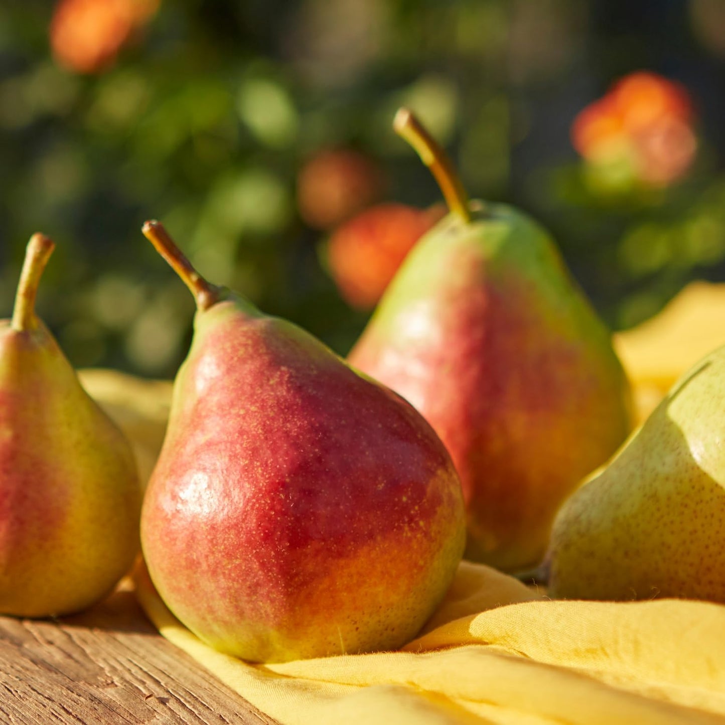 9 Months Old Pear Tree Live Plant for Spring Planting, Red-Yellow Green Pears 8-10 Inches in Tall, No Pot, Dormant in Winter, No Leaf, Cold Hardy Pear Home Orchard Yard