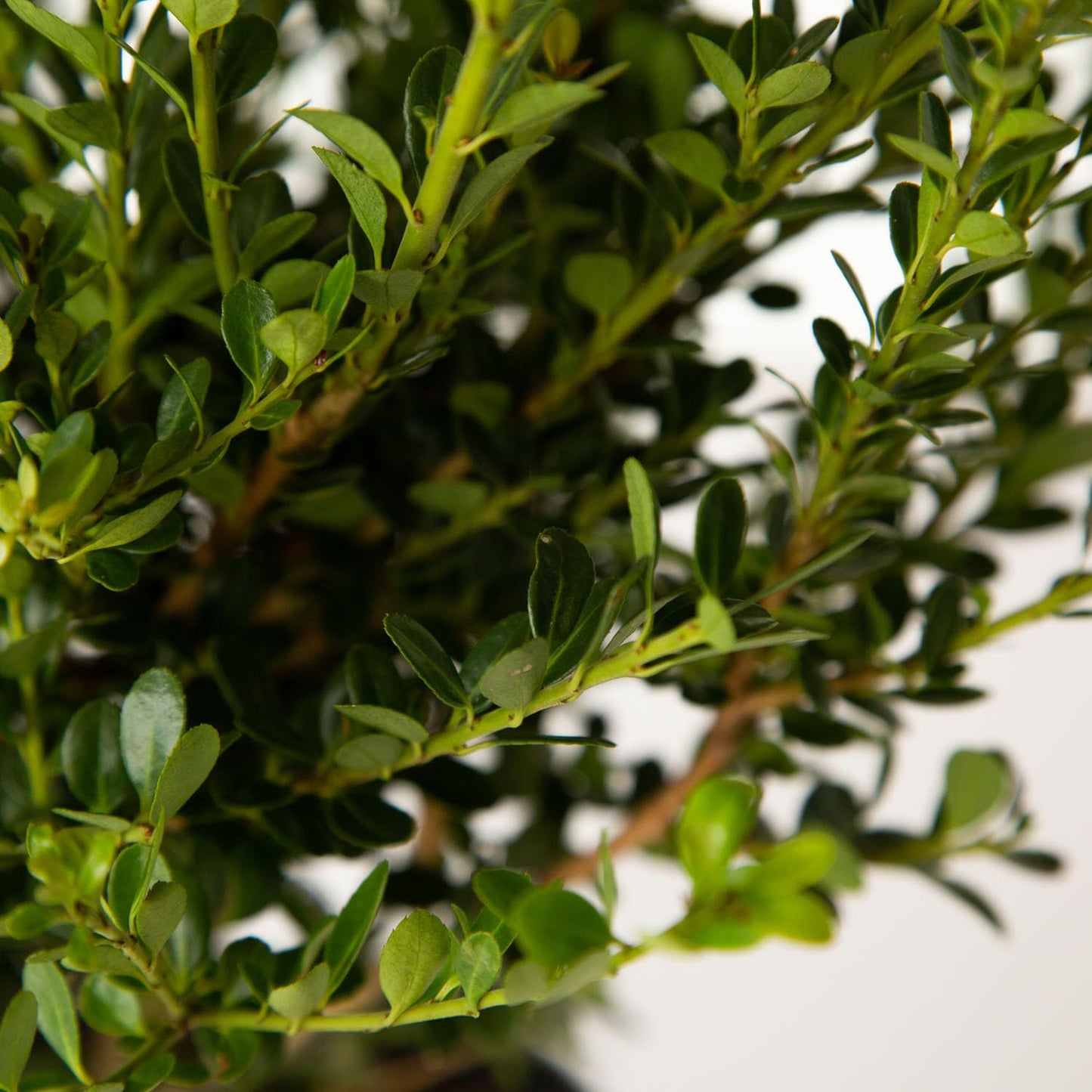 Japanese Holly Ilex Compacta (2.5 Quart) - Low-Maintenance Evergreen Shrub - Live Plant in Pot - Dense Green Foliage