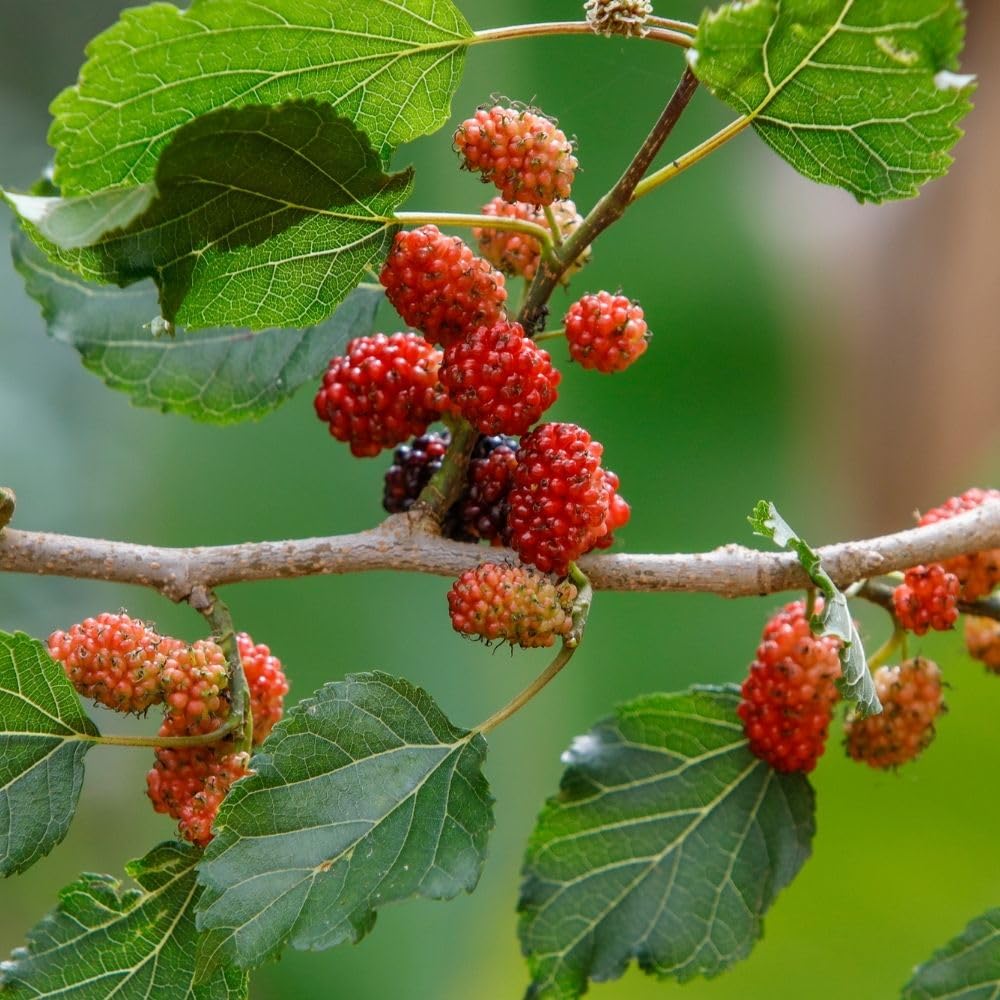 Red Mulberry Fruit Plant Live 6-8 Inches Tall, Sweet Mulberry Live Plant for Planting Outdoor Garden