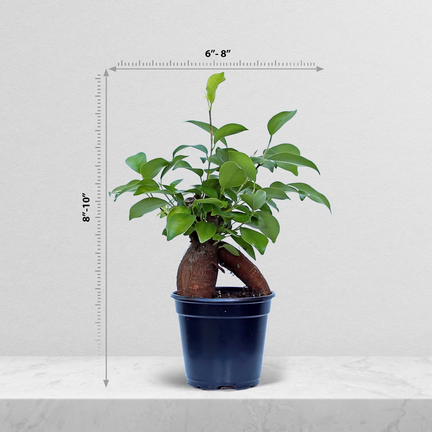 4 Pack Live Ginseng Ficus, Ficus Retusa, Banyan Fig, Potted Bonsai Houseplant, Birthday Gift for Plant Lover, Office Gift for Christmas, Indoor Live Plant in 4" Pot