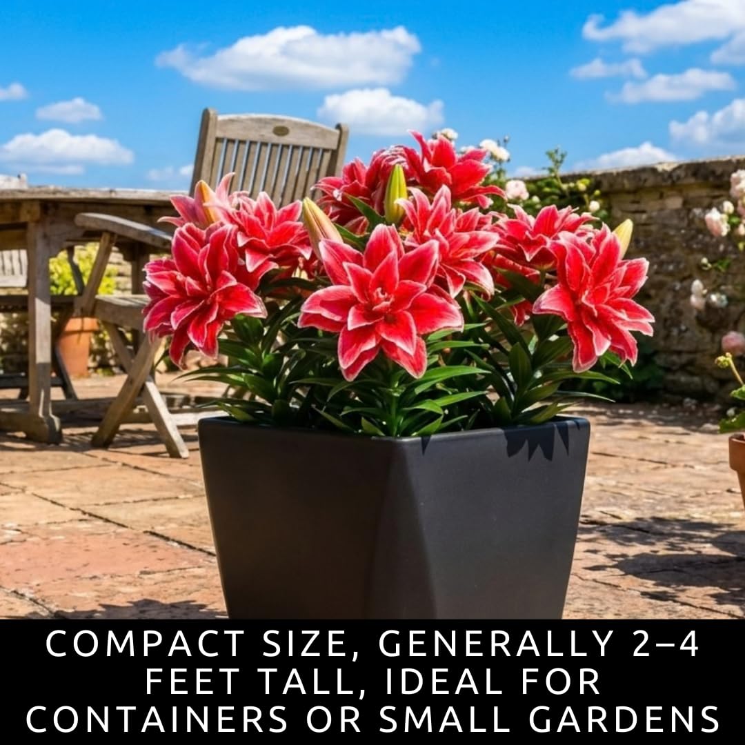 Red Roselily Double Oriental Lily Bulbs – Fragrant, Pollen-Free, Fully Double Blooms – Premium Perennial Flower for Garden Beds & Cut Arrangements (3 Bulbs)