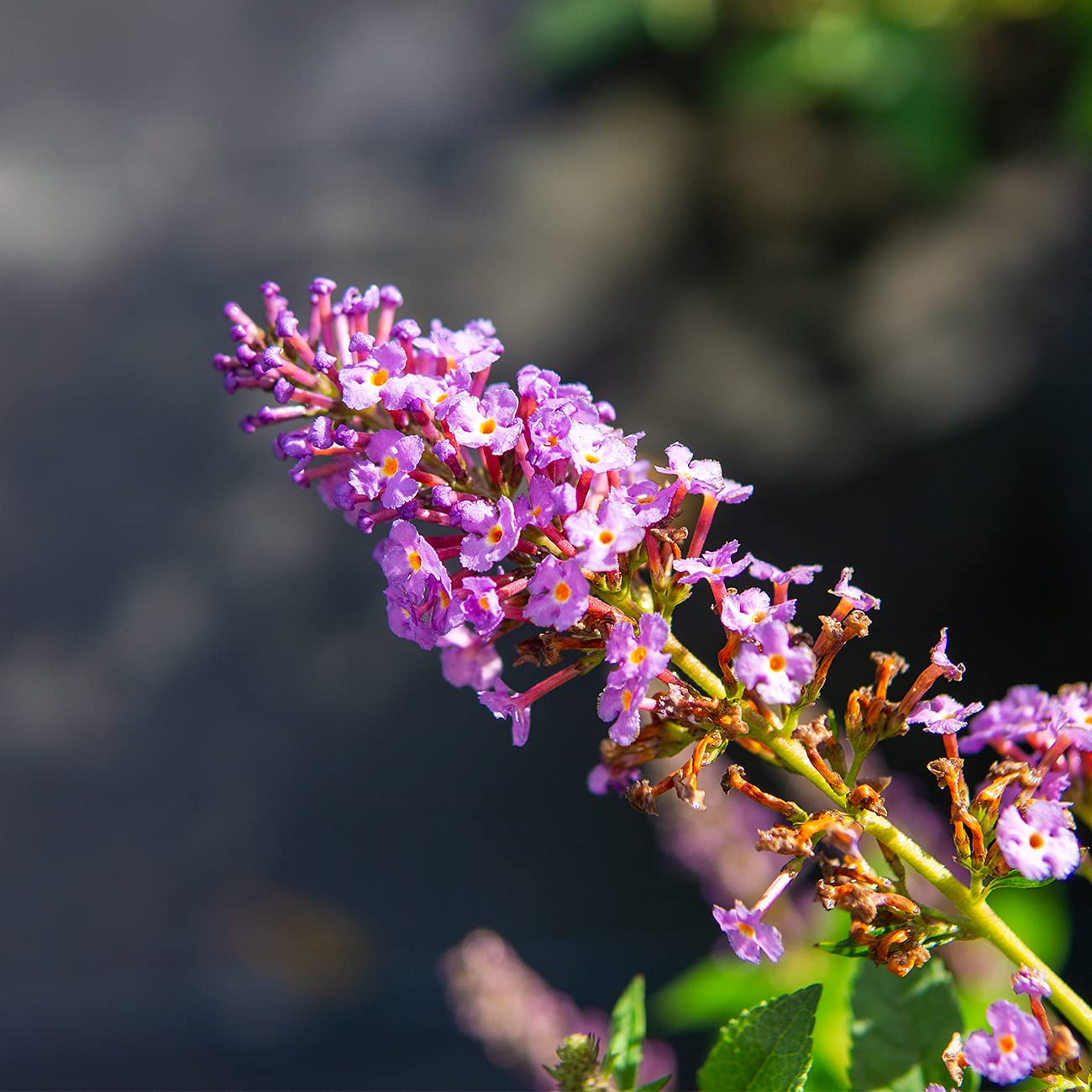 Perfect Plants Nanho Butterfly Shrub 1 Gallon | Live Bush for Outdoor Planting | Attracting Pollinators Like Butterflies, Bees, and Hummingbirds | Gorgeous Purple Flowers in Spring