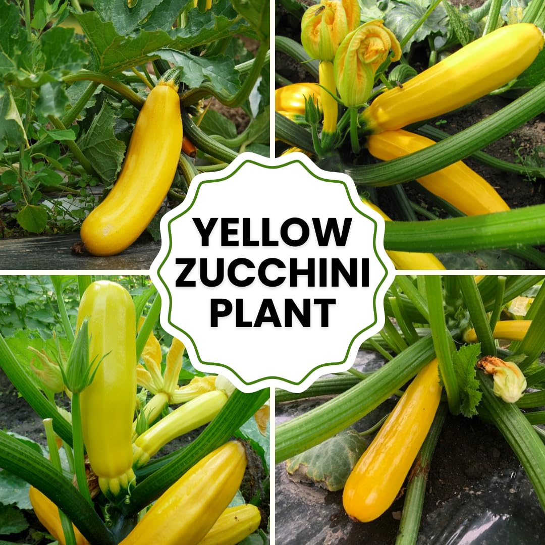 Set 2 Zucchini Plants Live for Planting, Squash Plants Pot 4 Inc, Yellow Vegetable Plants Live Indoor Outdoor