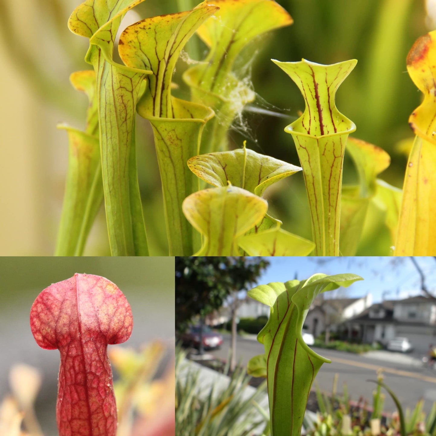 Savage Gardeners Live Carnivorous Pitcher Plant Sarracenia - Flowering Sized, Beginner-Friendly, Comes Potted in 2.5'' Pot