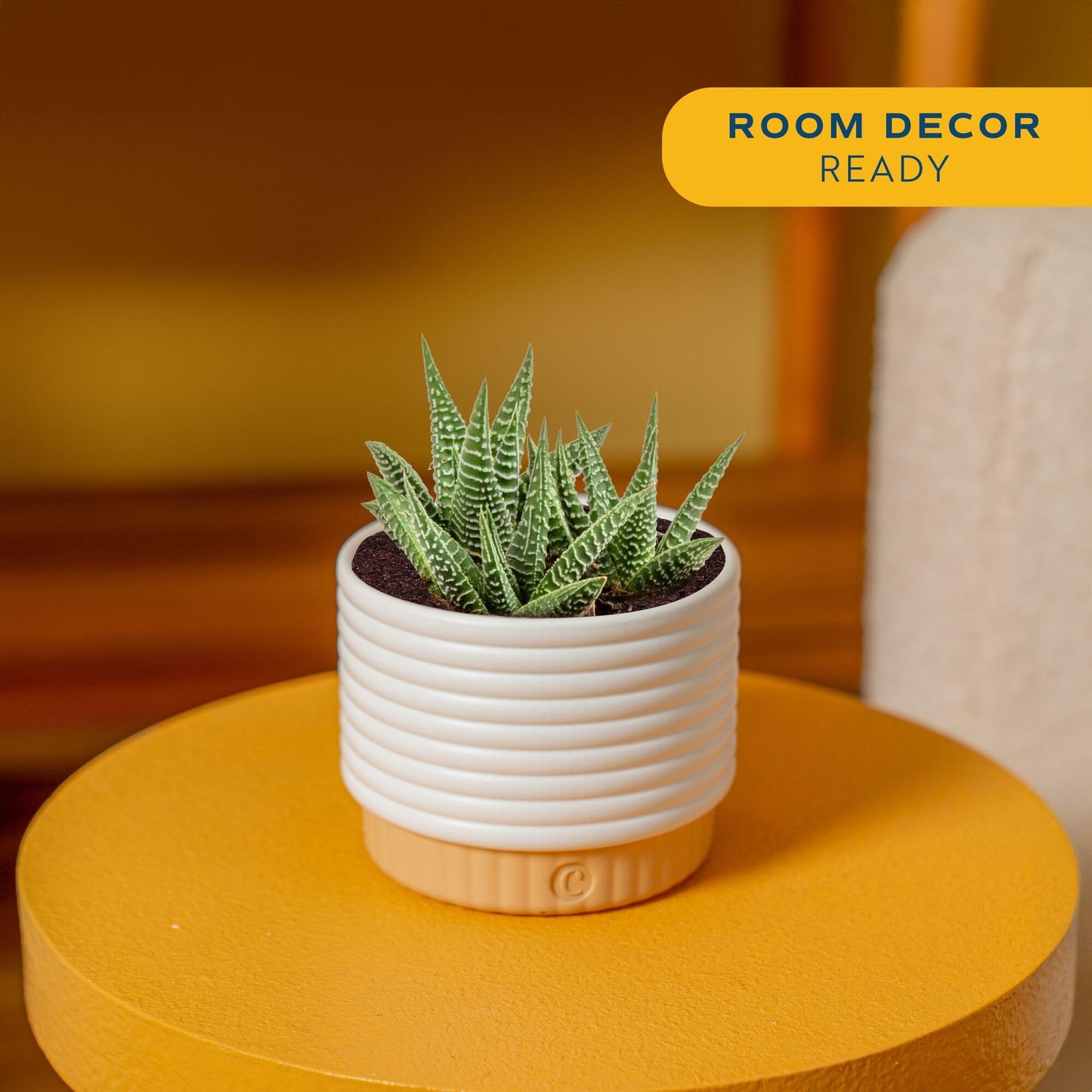 Costa Farms Live Succulent, Easy to Grow Haworthia Plant in Planter Pot, Succulent Houseplant in Potting Soil, Indoors Garden Gift, Cacti Room Décor and Home Décor, 4-Inches Tall
