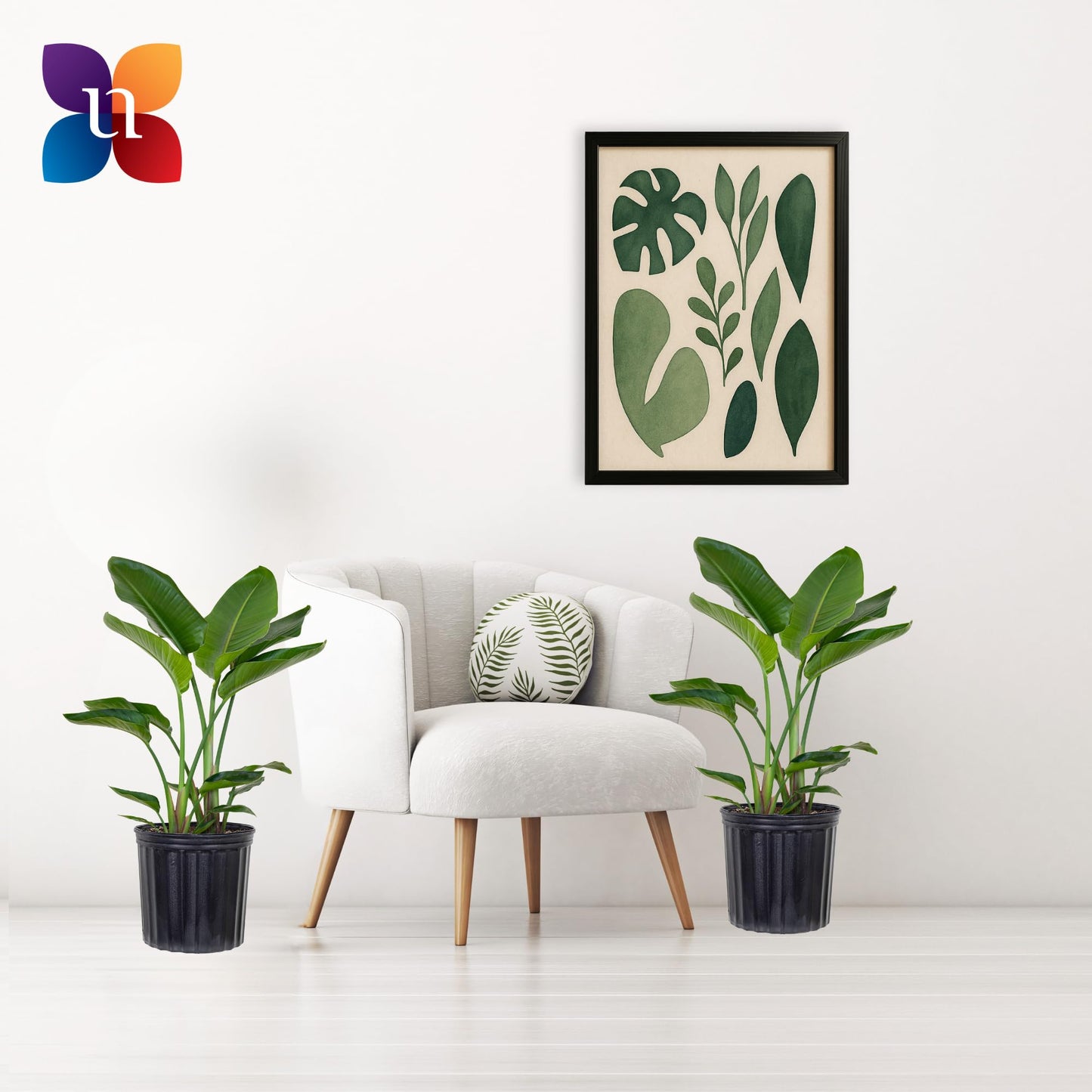 United Nursery White Bird of Paradise Bundle 2-Pack Large 32-36 inches Tall Live Indoor Tropical Plants 10-Inch Plant Pot, Strelitzia Nicolai Air Purifying Floor Plants for Office and Home Decor
