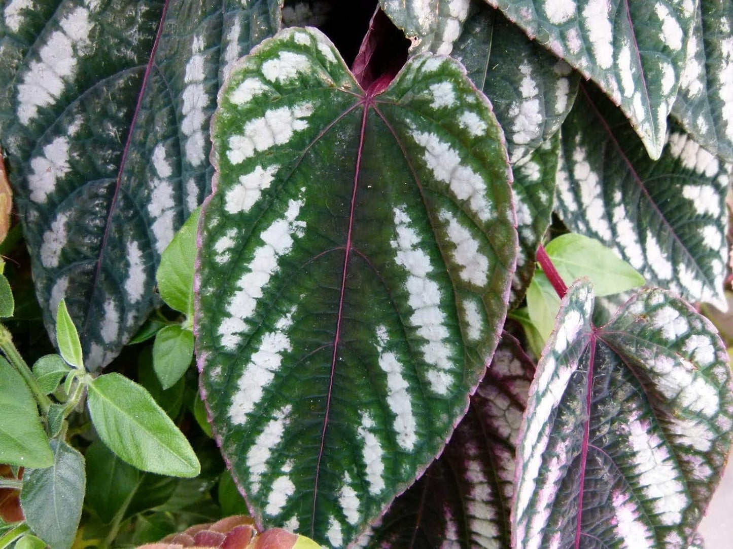 Rex Begonia Vine - 4 Live Starter Plants in 2 Inch Pots - Cissus Discolor - Extremely Rare and Beautiful Vining Indoor Houseplant - Air Purifying