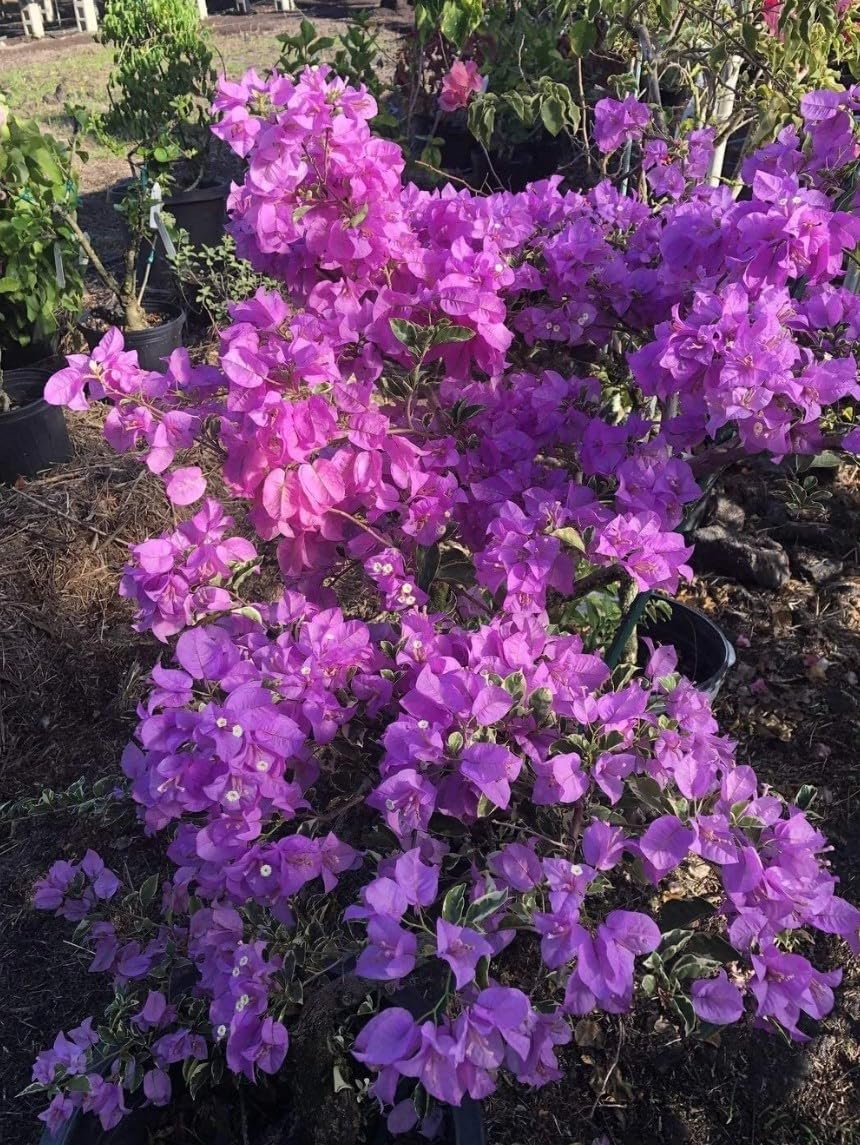 Generic Bougainvillea Live Plants - 2 (Two) Blueberry Ice Bougainvillea 4 to 6 Inches Starter Plants - Live Bougainvillea Plants - Live Flower Plants