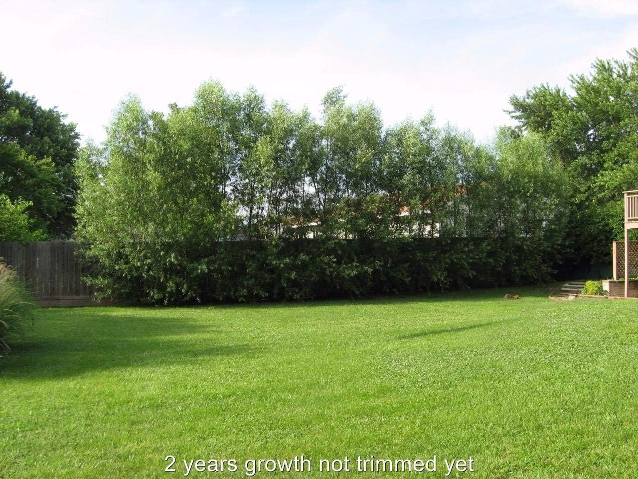Willow Hybrid Trees for Privacy - Fast Growing Austree Willow Cuttings (10 Cuttings)