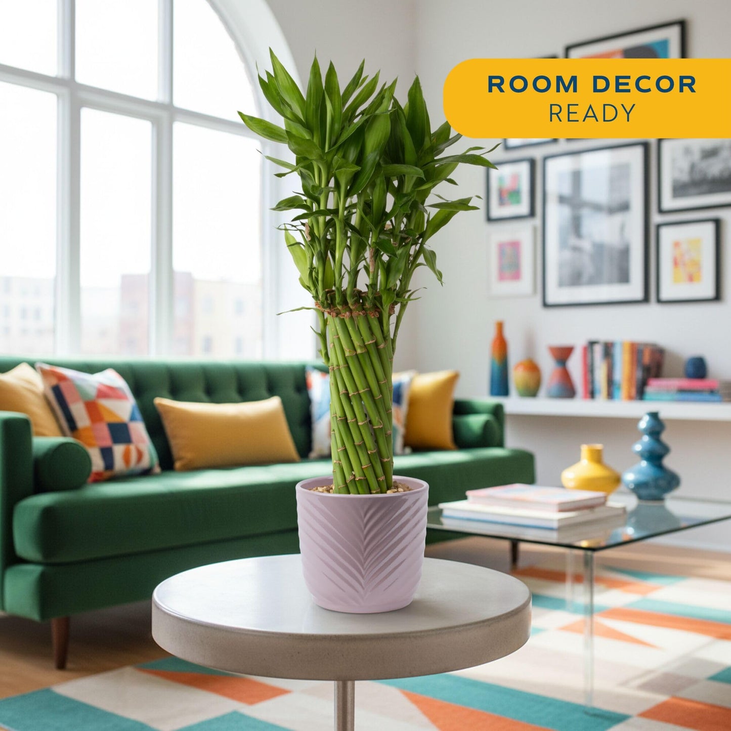 Costa Farms Lucky Bamboo Live Plant in Decorative Pot, Easy to Maintain Indoor Houseplant, Perfect for Home, Room, or Office Decor, Great House Warming or Birthday Gift, 12-15 Inches Tall