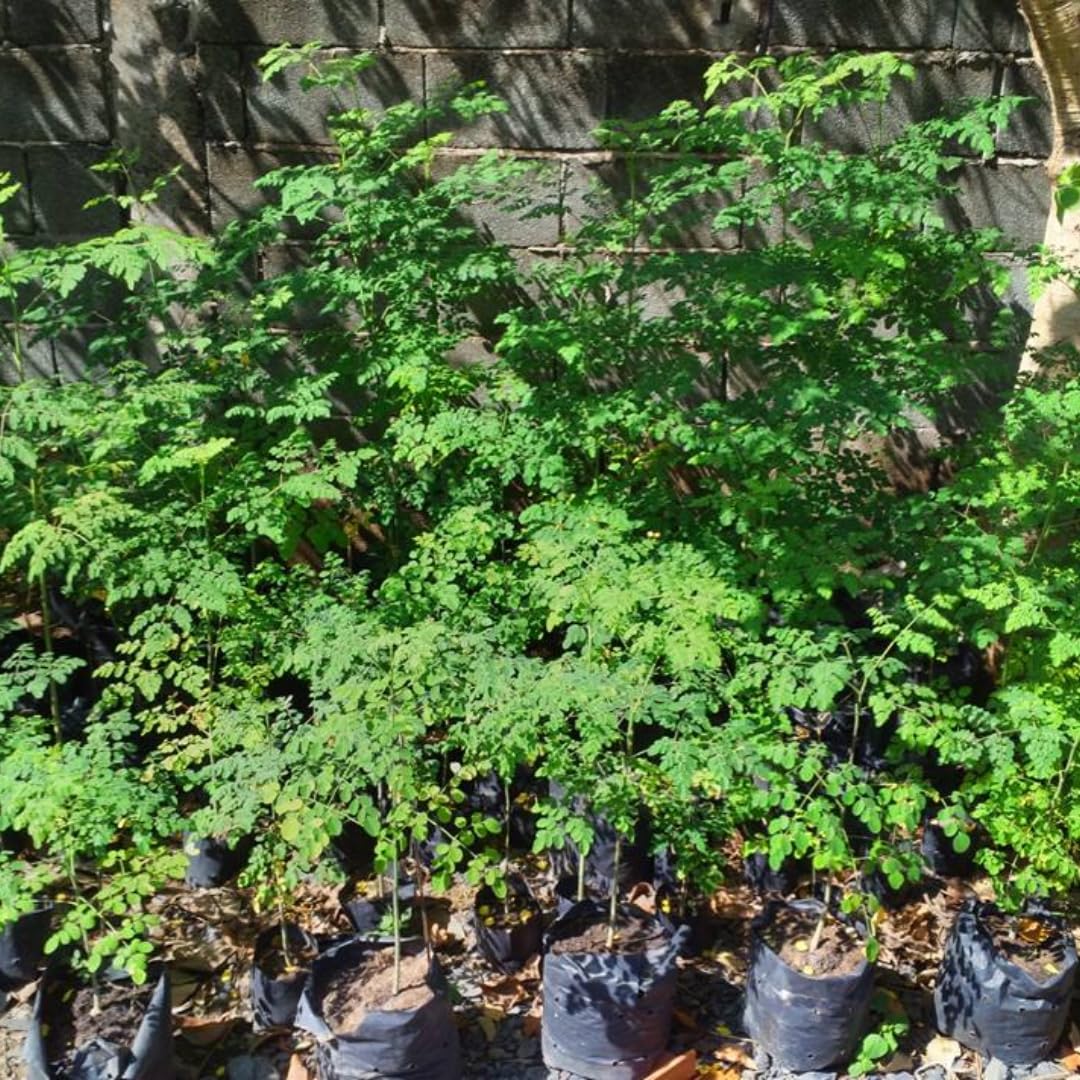 Dwarf Moringa Tree Live Plant in Half Gallon Pot, Well-Rooted Drumstick Malunggay Plant Live, Oleifera Moringa Horseradish Planting Outside
