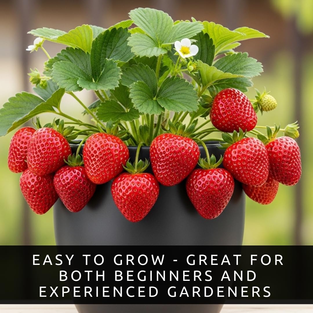 Ruby Giant Strawberry Plants – Extra Large Sweet Strawberries – High Yield Strawberry Runners – Big Fruit, Easy to Grow Plants for Home Gardens (50 Plants)