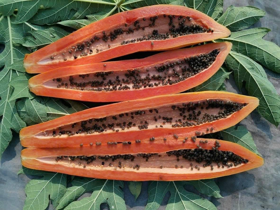 HIGH Germination Mix Papaya 50+ Seeds Đu Đủ Dwarf and Long Non GMO Heirloom - Very Fresh, Rare, Organic, High Yielding, Fast-Maturing and Sweet Flavor - Compact Size for Small Spaces