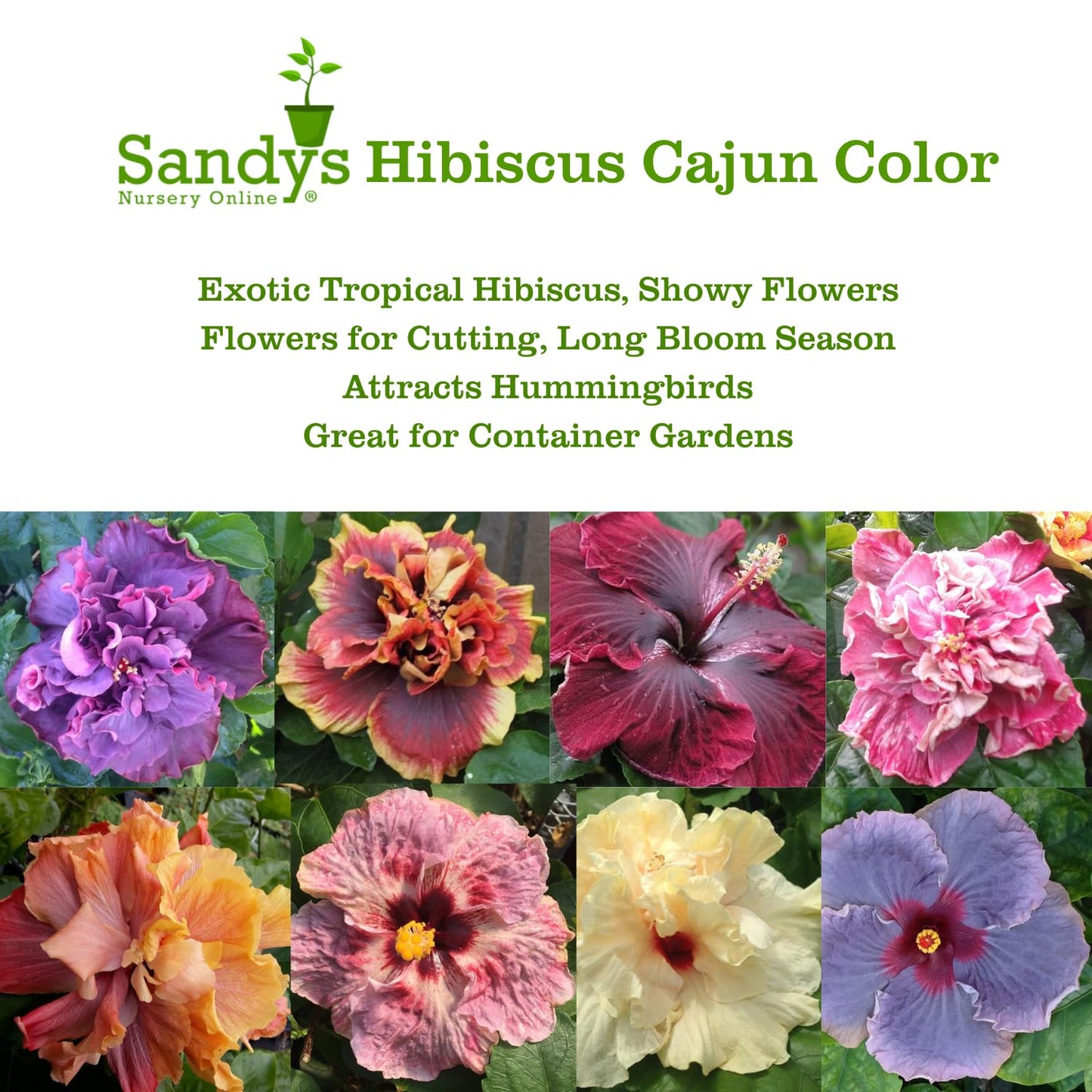Hibiscus Cajun Color Live Plant – Tropical Flowering Shrub – BlackBerry Jam Starter Plant Hibiscus Hybrid for Garden or Patio – Exotic Flowers, Hibiscus Starter Plant
