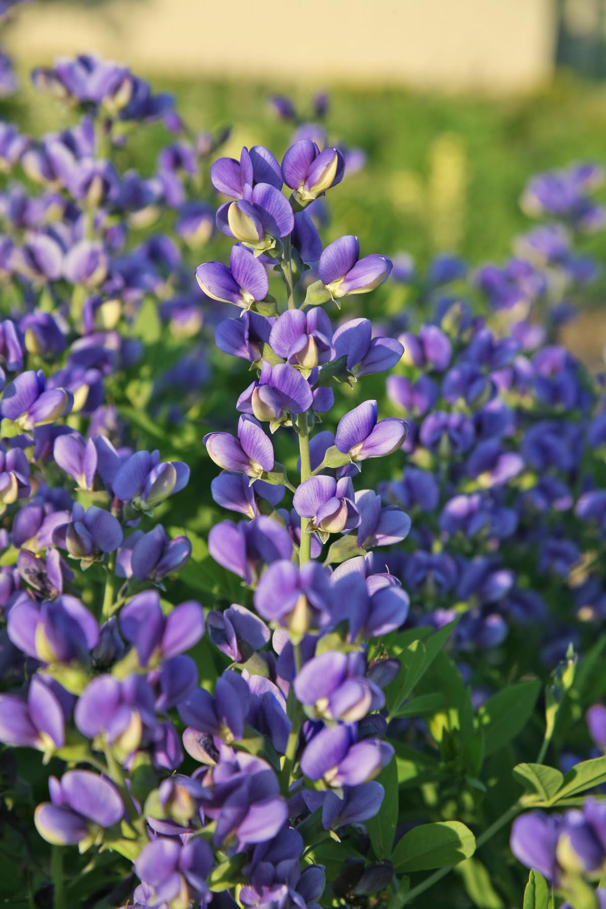 Live Plant Green Promise Farms, Proven Winners Baptisia Decadence Blueberry Sundae False Indigo Blue Flowers #1 Sz Container, Plant Will NOT Ship to AZ, CA, HI, ID, MT, NV, OR, PR, UT & WA!