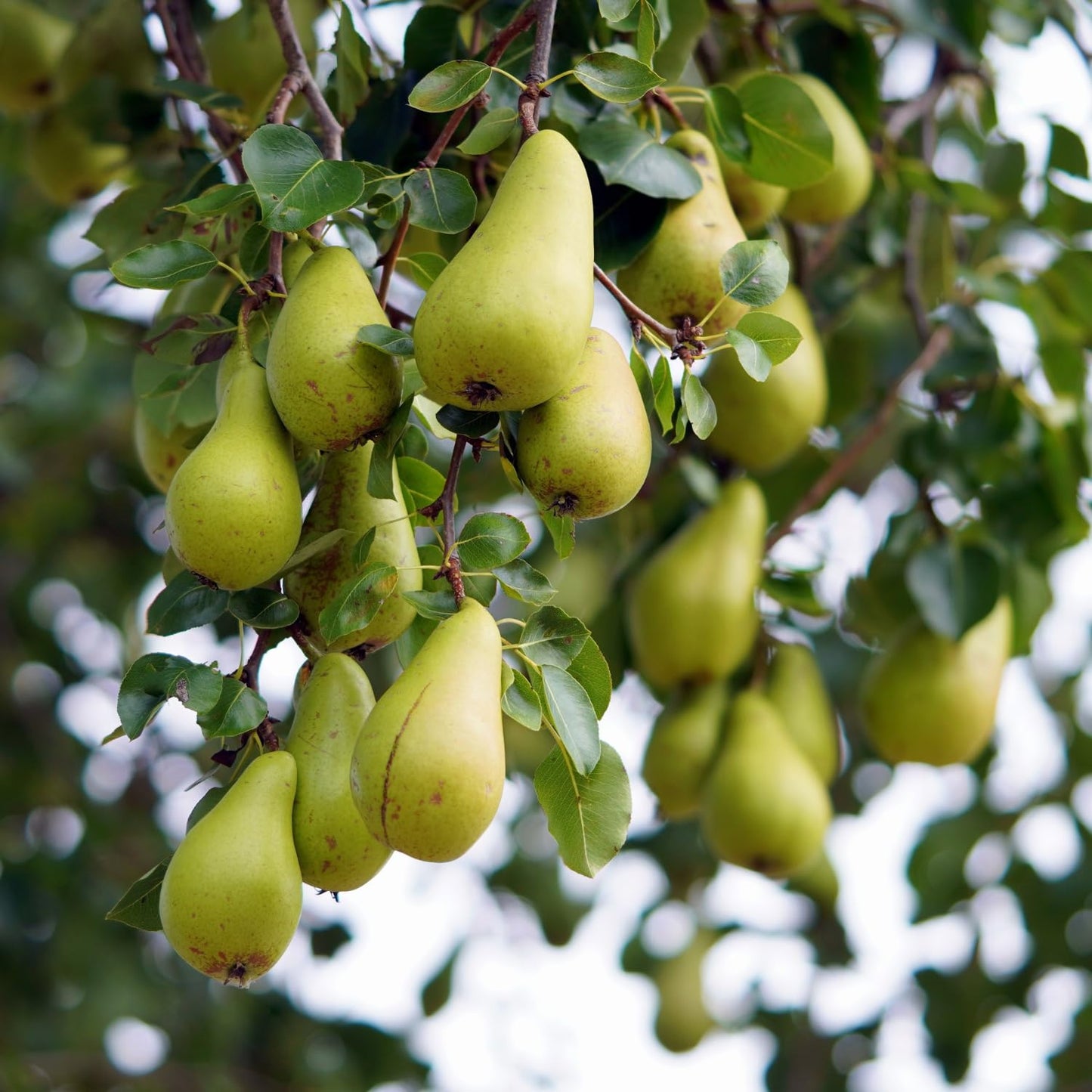 9 Months Old Pear Tree Live Plant for Spring Planting, Pineapple Pears 8-10 Inches in Tall, No Pot, Dormant in Winter, No Leaf, Cold Hardy Pear Home Orchard Yard