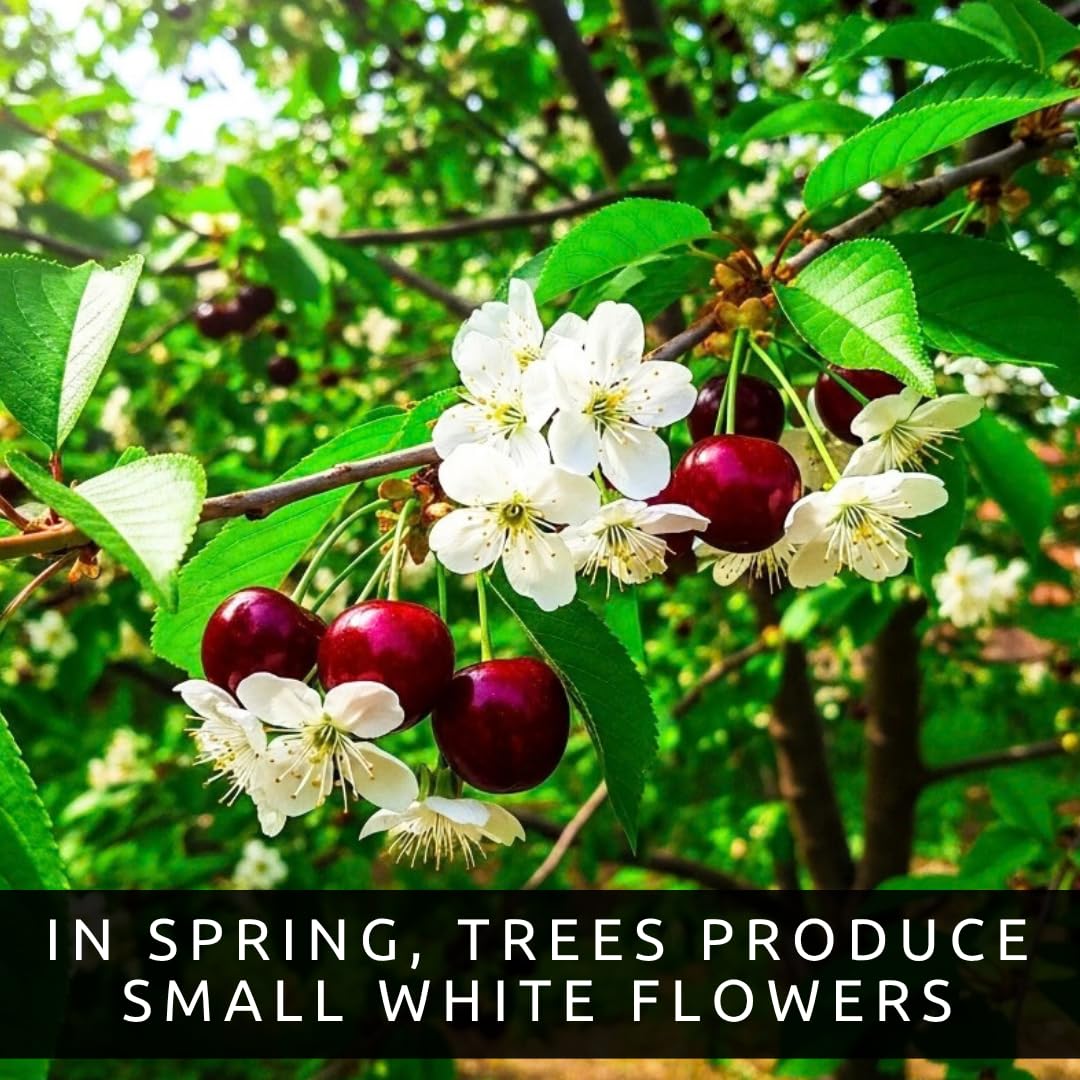 3 Black Cherry Tree Live Plants 1–2 Ft Tall (Prunus serotina) – Fast Growing Native Fruit Tree – Edible Cherry, Wildlife Habitat & Backyard OrchS Plants