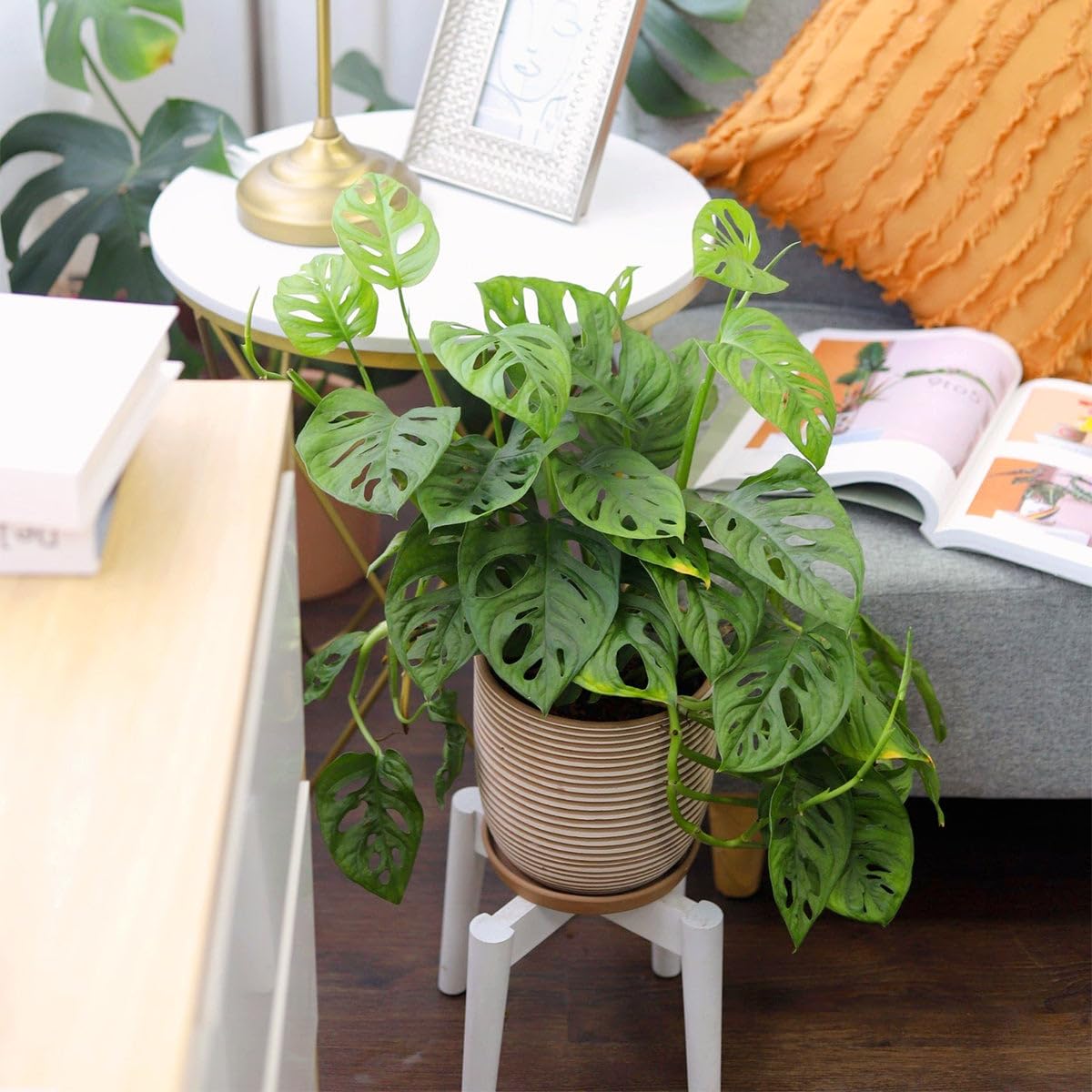 Monstera Adansonii 'Swiss Cheese' (6 inch) - Air-Purifying Houseplants - 4/6 inch Unique Live Decorative Houseplants - Low-Maintenance Indoor Plants, House Warming Gift, Natural Air Purifier
