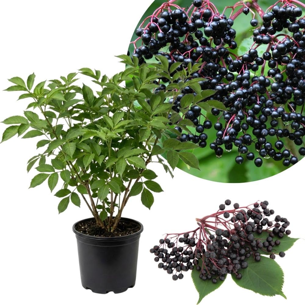 Black Elderberry Plants Live, 2-3ft Tall, Black Elderberry Bush Shrub for Outdoor Planting, Perennial Berry Fruit Trees