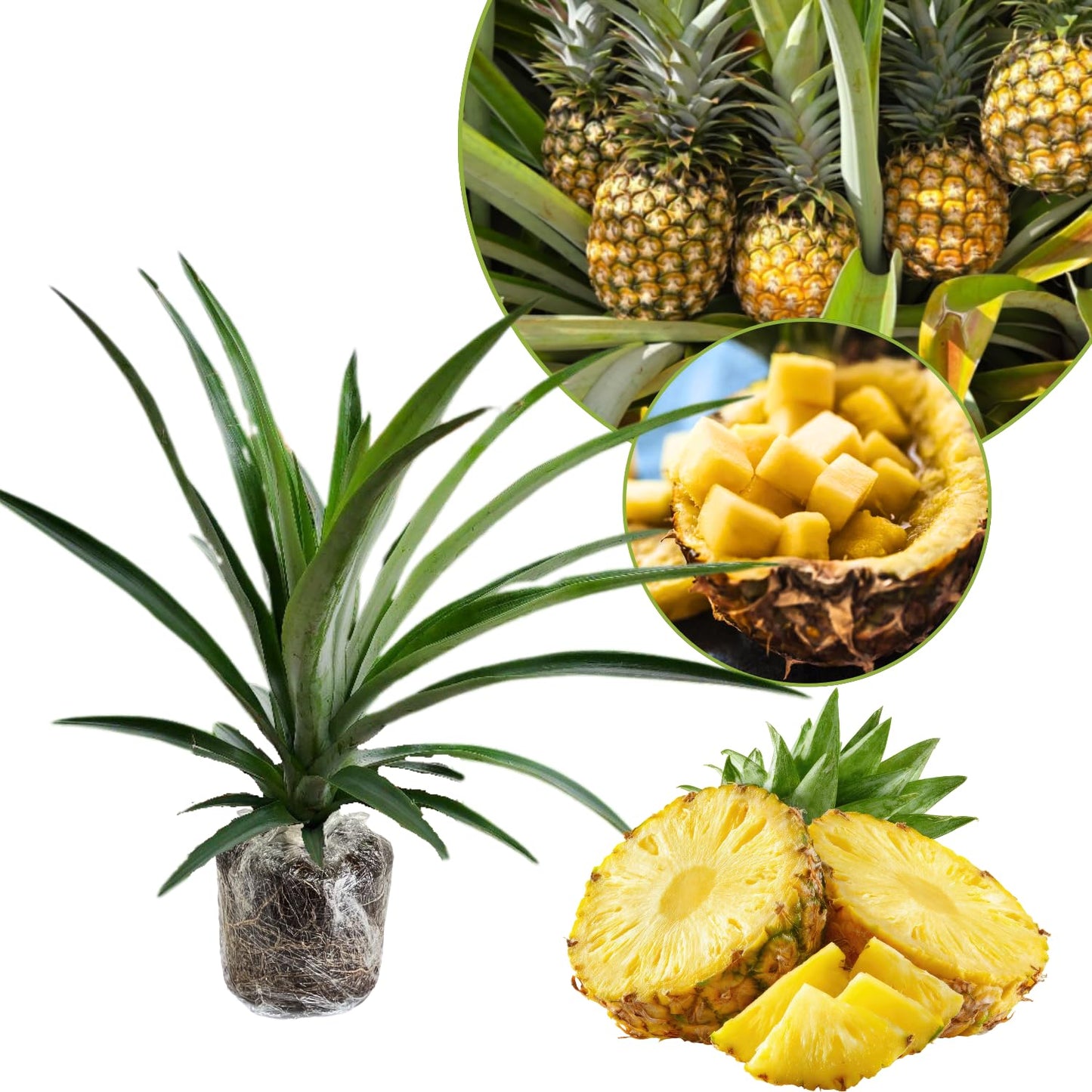 1 Sugarloaf Pineapple Plant Live for Planting, Sweet Pineapple Fruit Tree Live Plant 5 to 8 Inch Tall, Pineapple Starter Plants