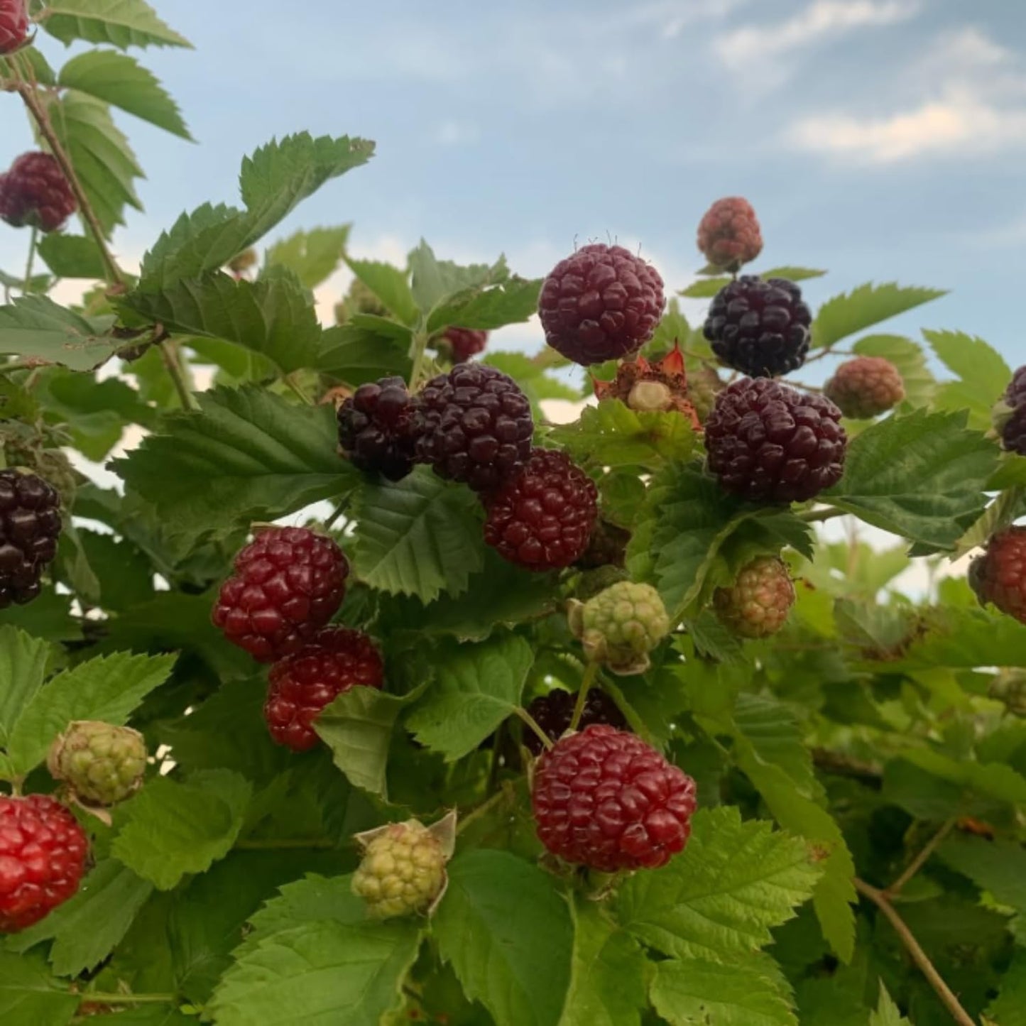 2 Boysenberry Plant Live, Edible Fruit Tree Live Plant, Sweet Berry Bush, 4-6'' Tall, Well Rooted for Outdoor Garden