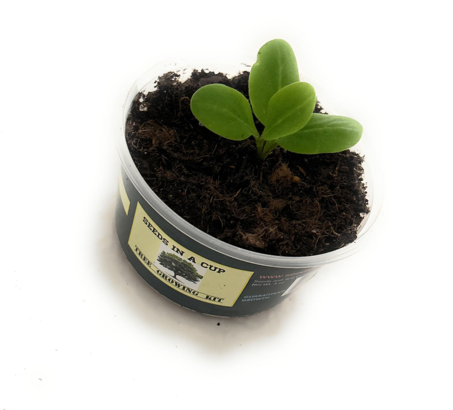 Seeds In A Cup: Tree Grow Kit | Easy to use | Educational | Memorial Gift | Plant It for The Planet | Grow Your Own Tree |Wide Selection to Choose from (Orange)