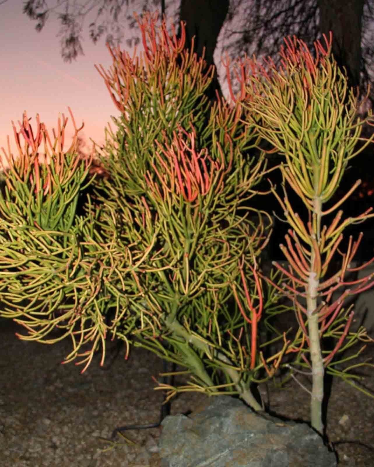 9 cuttings Pencil Cactus Euphorbia Tirucalli Sticks on Fire Succulent Cuttings