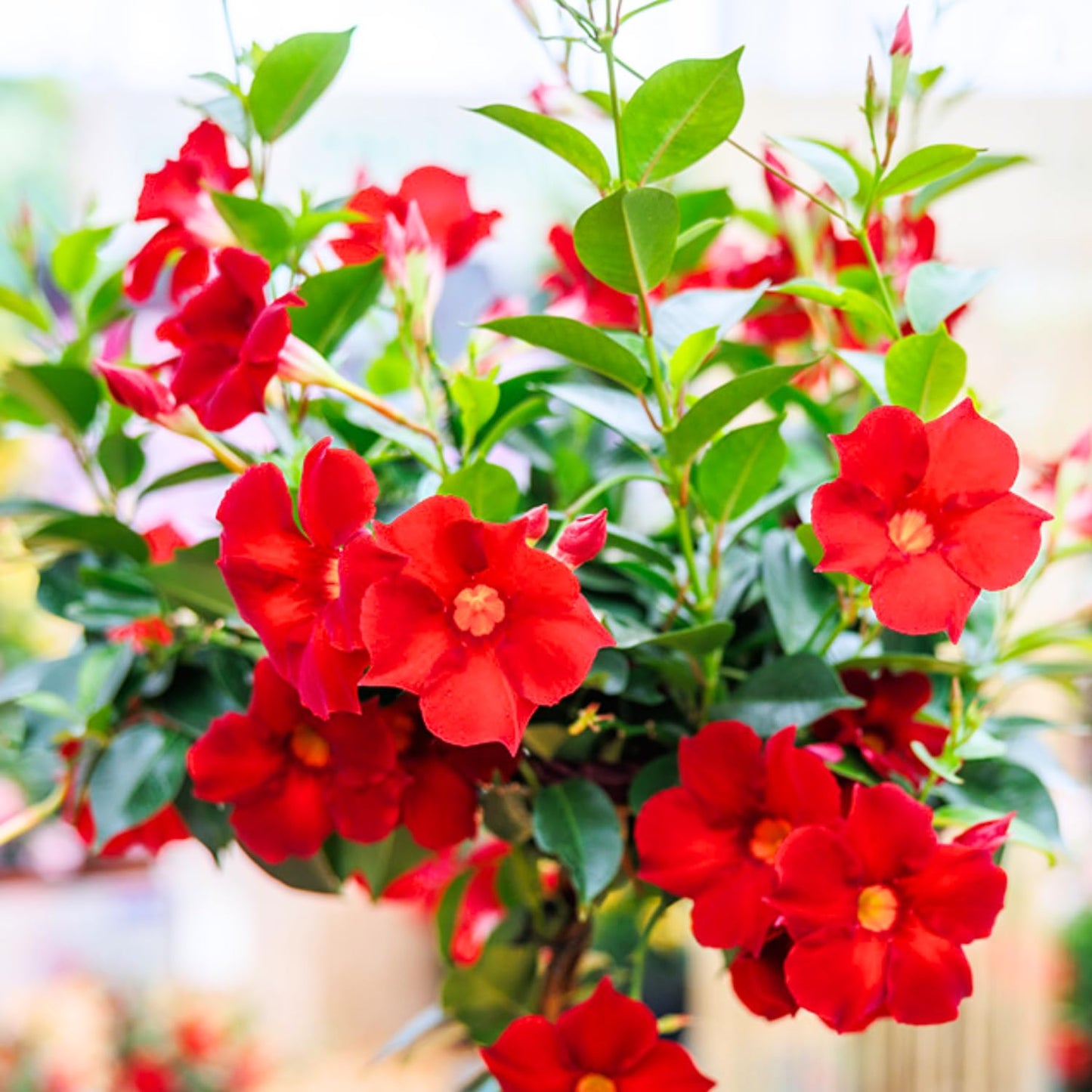 2 Red Mandevilla Plants Live, Mandevilla Vine Plants Well Rooted 4-7" Tall, Mandevilla Flowers