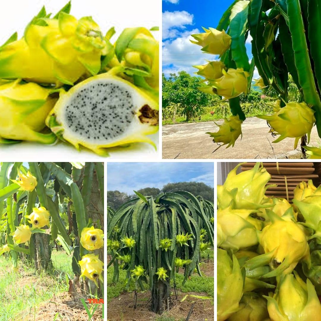 Sweet Yellow Dragon Fruit Plant 1 Gallon, Tropical Dragon Fruit Plant Live for Planting Outdoor Home Gardening
