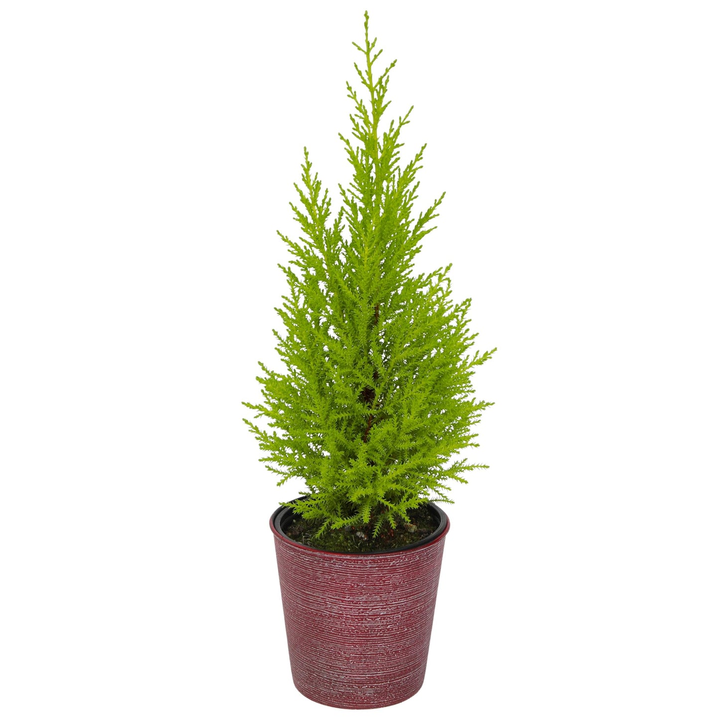 Miniature Festive Lemon Cypress Tree with Decorative 4.25" Pot Cover, Live Plant Gift for Holidays, Easy Care Live Houseplants for The Holidays by Plants for Pets