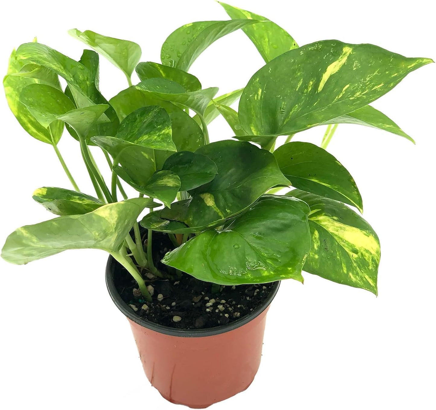 Live Pothos Plant - Epipremnum aureus Golden Pothos Plant - ragnaroc Tropical Plant 5-8” Tall - 2ct Live Arrival Guaranteed - Low Maintenance House Plants for Home Decor & Gift
