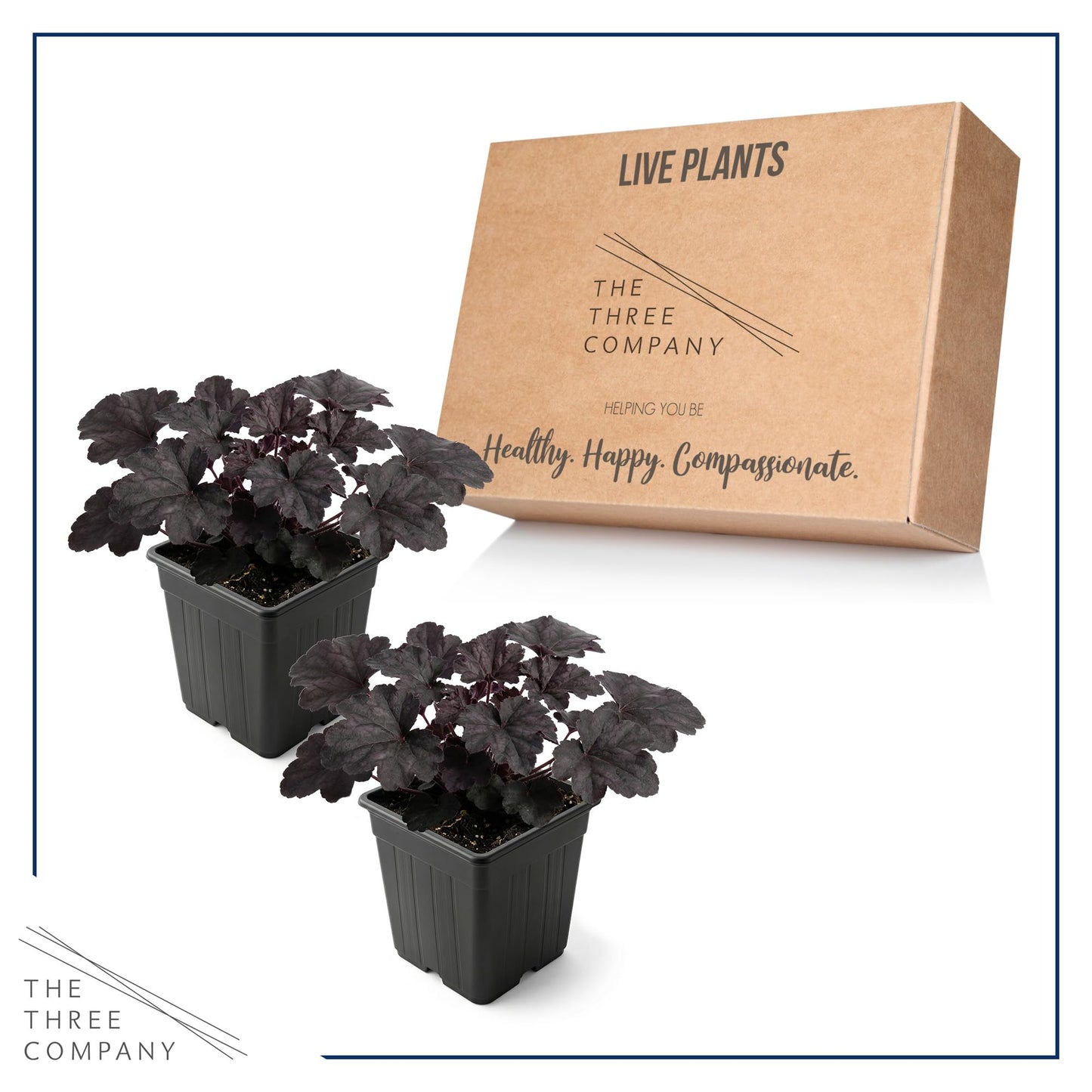 Live Heuchera Coral Bells 2-Pack – Black Olive – Shade Perennial Foliage Plant, 10” Tall, 1 Qt Pot