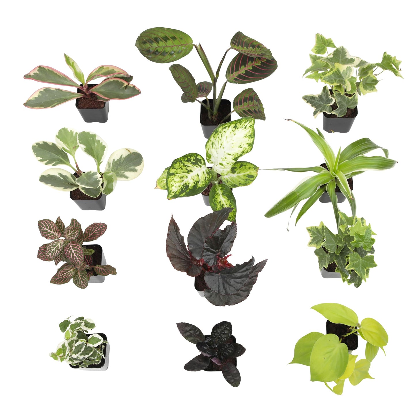 Easy to Grow Live Houseplants (12 Pack), Deluxe Collection of Assorted Air Purifying Indoor Plants, Peperomia, Spider Plants, Pothos, Easy Plant Care, 2 in Pots, Begonia, Croton