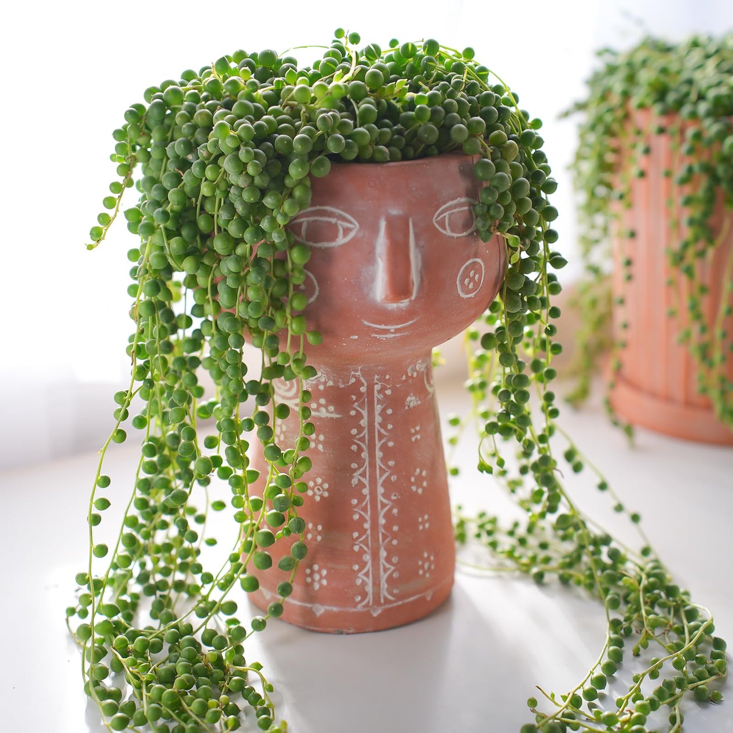 Sprout N Green 4" String of Pearls, Live Trailing Succulent Fully Rooted in Pots with Soil Mix, for Home Office Wedding Hanging Decoration, DIY Projects, Party Favor, Keep Away from Pets
