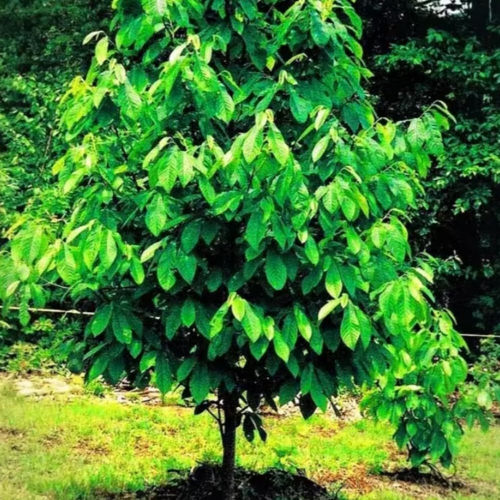 Sets 2 Pawpaw Trees Live Plants 1 Year Old, 7 to 12" Tall Established Roots, Paw Paw Banana Tree Plant Live, Pawpaws Plant for Growing Outdoor