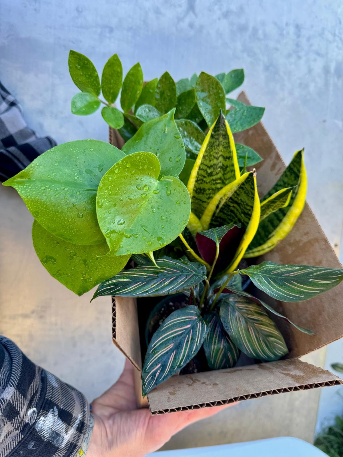 PLANTVERS Set of 4 Assorted Indoor Plants in 4" Grow Pots – Live Houseplants – Easy Care Houseplants - Low Light & Air Purifying Decorative Plants