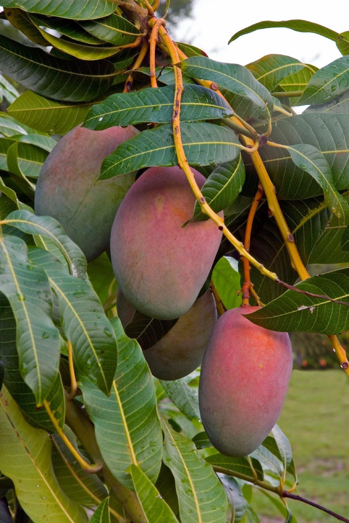 Pineapple Mango Tree – 8–12 in Live Tropical Fruit Tree Seedling (Mangifera Indica) | Naturally Grown from Seed | Sweet, Pineapple-Flavored Mango Variety | Live Plant for Home Garden or Patio