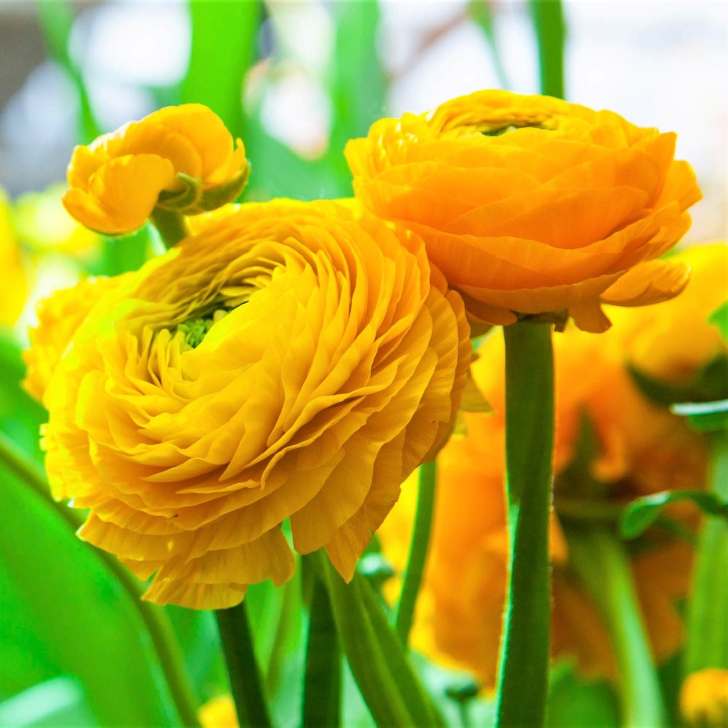 Easy to Grow Yellow Ranunculus 10 Flower Bulbs - Spring Bright Yellow Tecolote Buttercup Blooms in Sun, Carlsbad Flower Fields, Great for Cutting