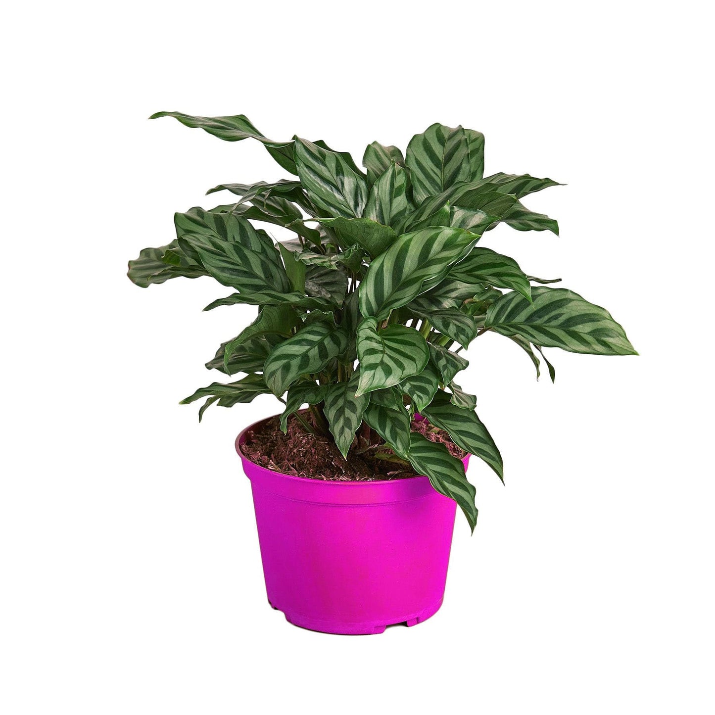 Calathea Concinna 'Freddie' - 6" Pot in 6in Pot - Live Tropical Houseplant - Easy to Grow | Air Purifying | Pet Friendly | Variegated | USA Growers | The Snobby Leaf