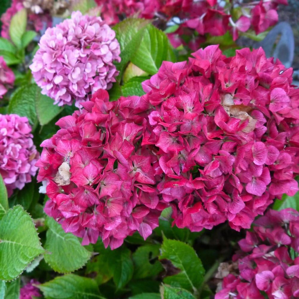 Live Plant - Glowing Embers Hydrangea Starter Plant Deep Violet to Deep RED
