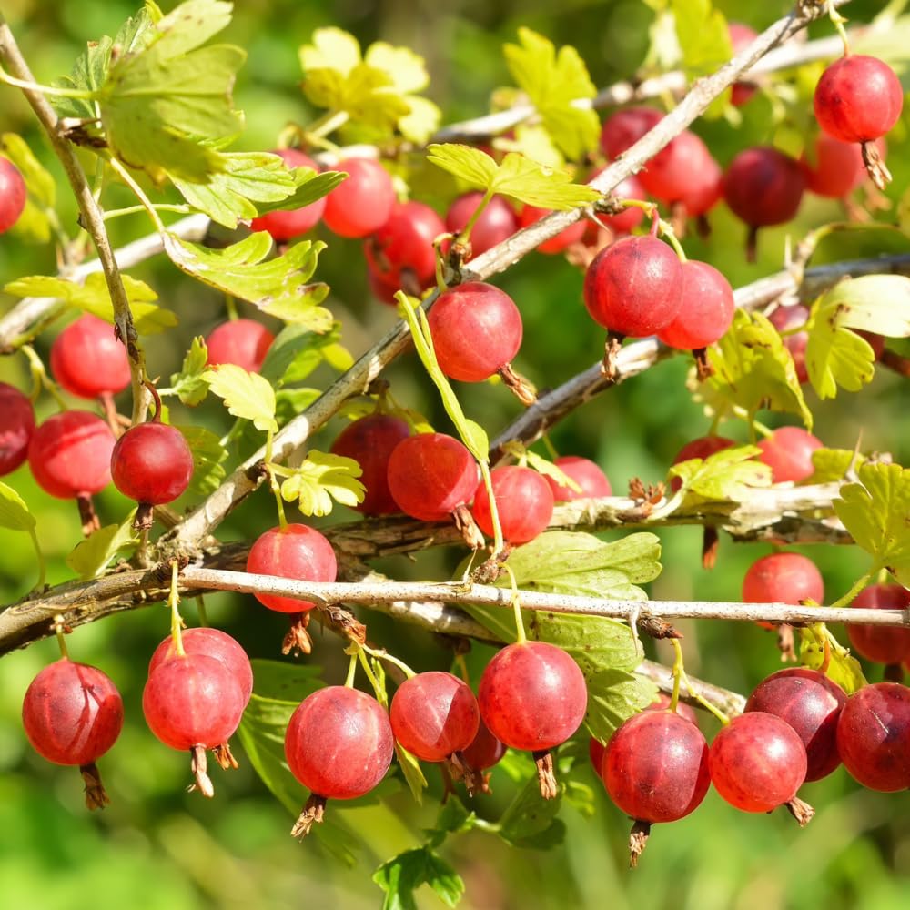 Gooseberry Tree Plant Live, Gooseberry Bush Live Plant, Fully Rooted 5-9 Inch Tall, Gooseberry Plant Live for Planting Outdoors