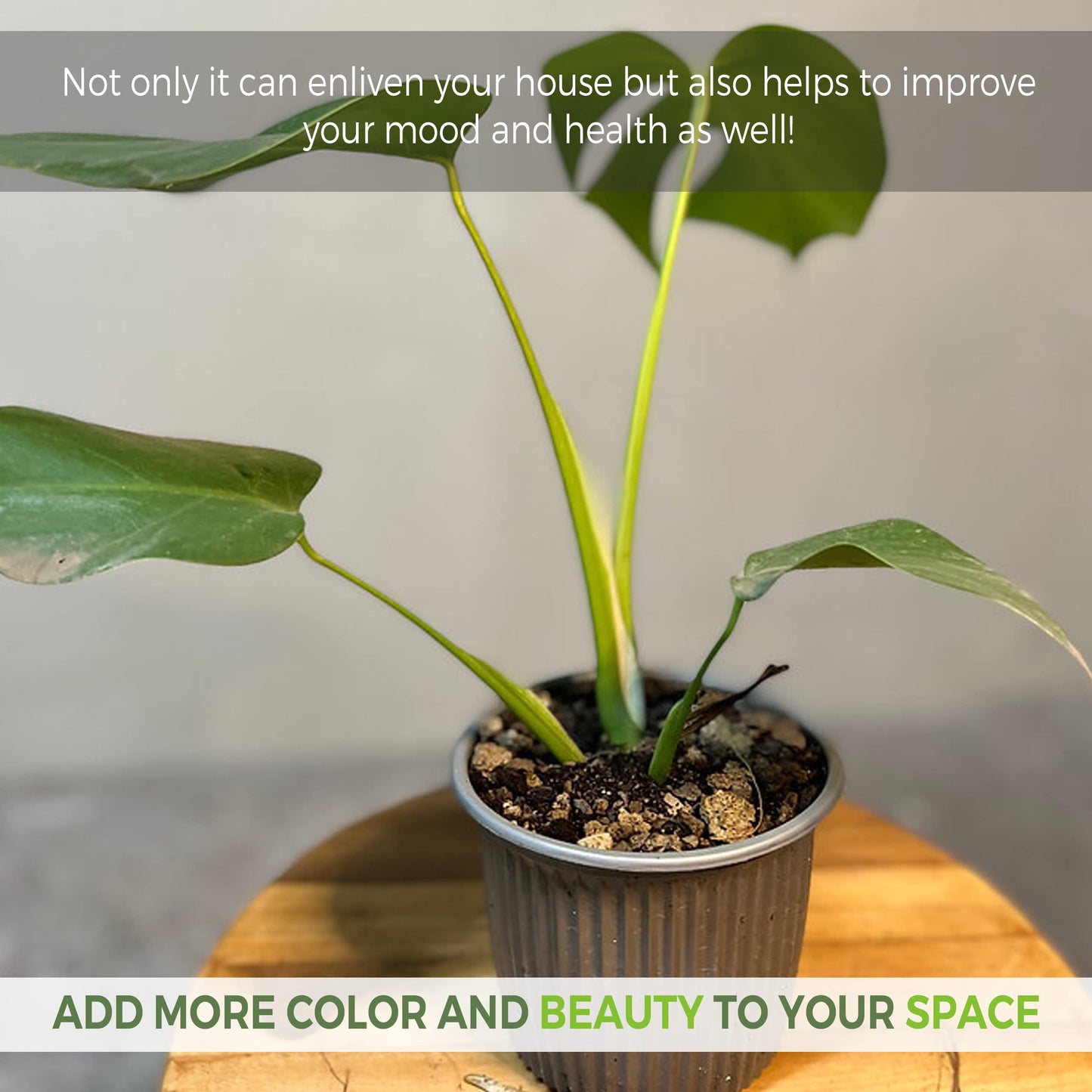 LEAL PLANTS ECUADOR Monstera Deliciosa Live Plant| Large Indoor Swiss Cheese Plant | Tropical Air-Purifying Houseplant with Unique Perforated Leaves | Easy Care Monstera Indoor House Plant
