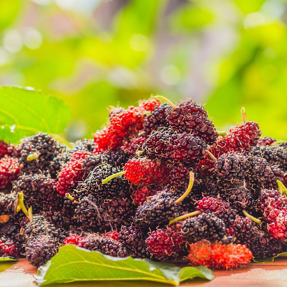 Dwarf Everbearing Mulberry Tree Live Plant for Planting, Mulberry Tree, Everbearing Fruit Tree, 4-7" Tall Plant