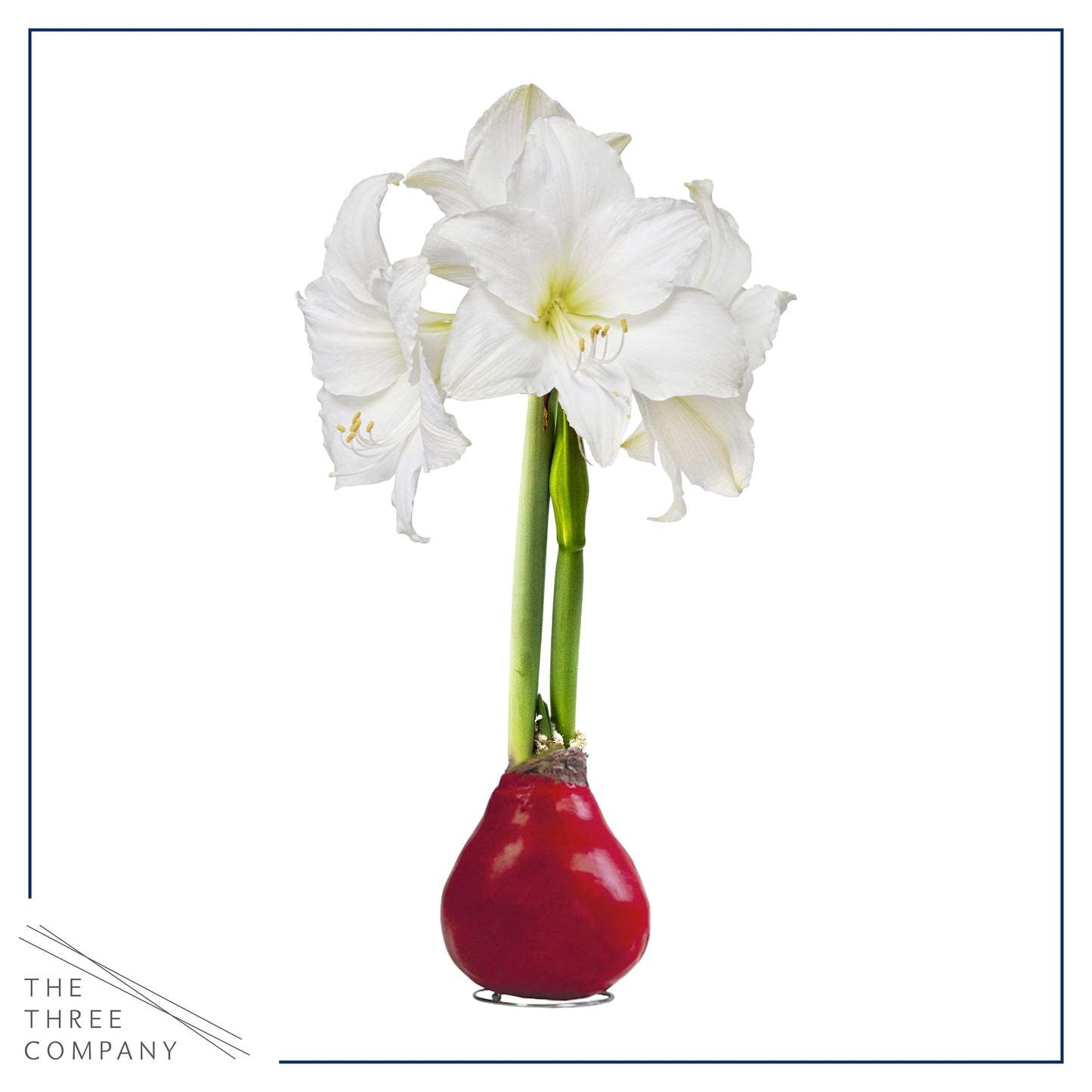 Waxed Amaryllis Bulb - Red Wax, White Blooms - Easy Care - No Watering Needed! Beautiful Live Décor!